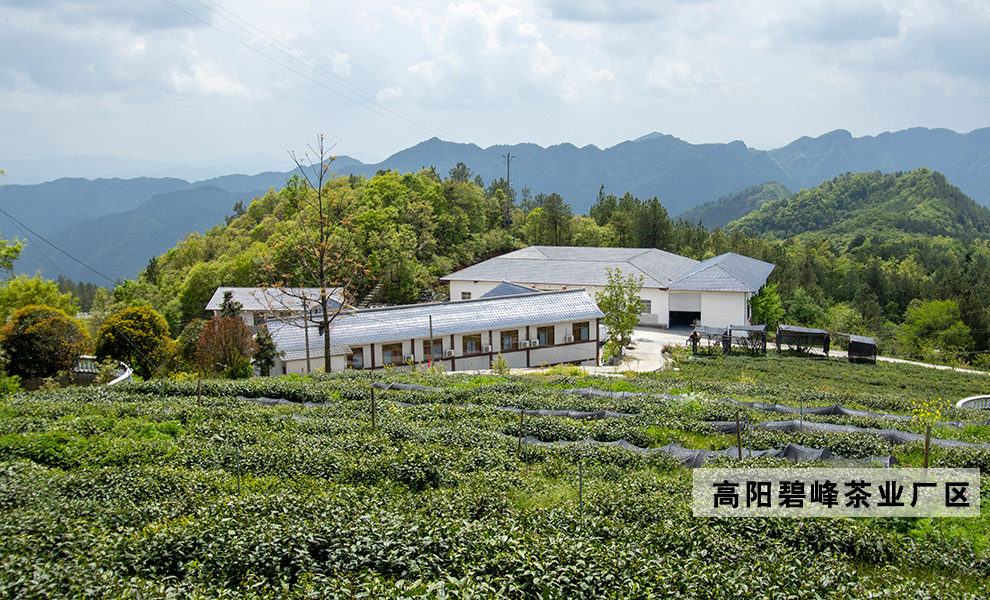 高阳茶园